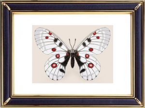 Parnassius Nomion Butterfly Suppliers & Wholesalers - CF Butterfly