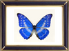 Morpho Cypris Butterfly Suppliers & Wholesalers - CF Butterfly