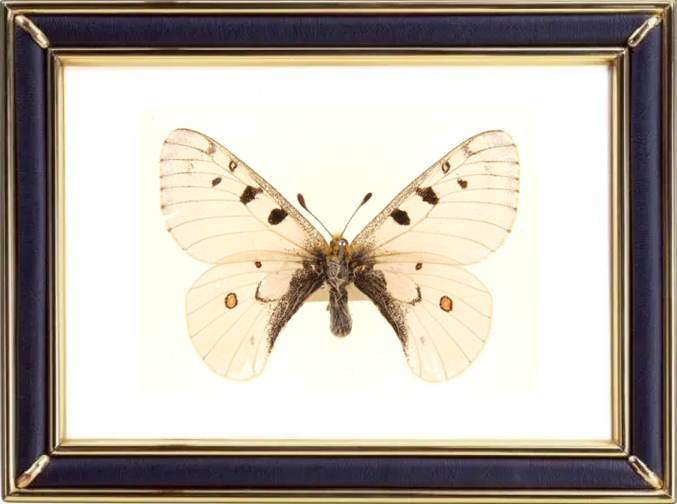 Parnassius Phoebus & Small Apollo Butterfly Suppliers & Wholesalers - CF Butterfly