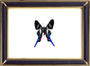 Rhetus Arcius Butterfly Suppliers & Wholesalers - CF Butterfly