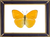Phoebis Argante & Apricot Sulphur Butterfly Suppliers & Wholesalers - CF Butterfly