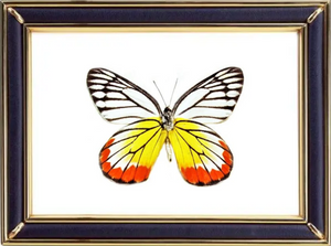 Delias Hyparete & Painted Jezebel Butterfly Suppliers & Wholesalers - CF Butterfly