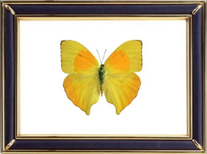 Phoebis Neocypris Rurina Butterfly Suppliers & Wholesalers - CF Butterfly