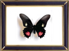Papilio Anchisiades Butterfly Suppliers & Wholesalers - CF Butterfly