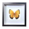 Buy Butterfly Frame Stichophthalma Howqua Suppliers & Wholesalers - CF Butterfly