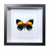 Buy Butterfly Frame Callicore Eunomia Suppliers & Wholesalers - CF Butterfly