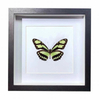 Buy Butterfly Frame Philaethria Dido & Dido Longwing Suppliers & Wholesalers - CF Butterfly