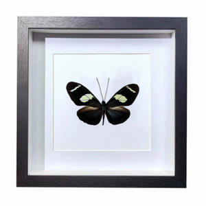 Buy Butterfly Frame Heliconius Wallacei Suppliers & Wholesalers - CF Butterfly