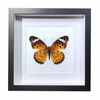 Buy Butterfly Frame Indian Fritillary Suppliers & Wholesalers - CF Butterfly
