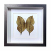 Buy Butterfly Frame Dead Leaf Butterflies Suppliers & Wholesalers - CF Butterfly