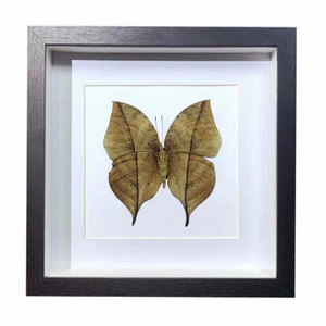 Buy Butterfly Frame Dead Leaf Butterflies Suppliers & Wholesalers - CF Butterfly