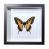 Buy Butterfly Frame Papilio Machaon Linnaeus Suppliers & Wholesalers - CF Butterfly