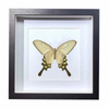 Buy Butterfly Frame Byasa Alcinous Suppliers & Wholesalers - CF Butterfly