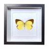 Buy Butterfly Frame Eurema Brigitta Suppliers & Wholesalers - CF Butterfly