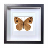 Buy Butterfly Frame Mycalesis Gotama Moore Suppliers & Wholesalers - CF Butterfly