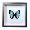 Buy Butterfly Frame Morpho Patroclus Suppliers & Wholesalers - CF Butterfly