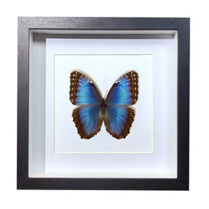 Buy Butterfly Frame Blue Morpho Helenor Suppliers & Wholesalers - CF Butterfly