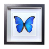 Buy Butterfly Frame Morpho Menelaus Suppliers & Wholesalers - CF Butterfly