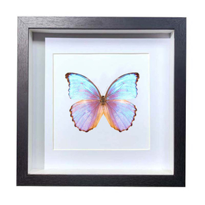 Buy Butterfly Frame Morpho Godarti Suppliers & Wholesalers - CF Butterfly