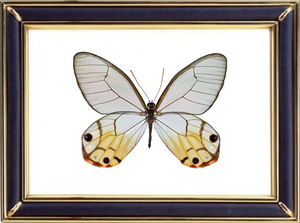 Haetera Piera & Amber Phantom Butterfly Suppliers & Wholesalers - CF Butterfly