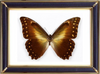 Morpho Hercules Butterfly Suppliers & Wholesalers - CF Butterfly