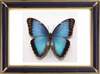 Blue Morpho Peleides Butterfly Suppliers & Wholesalers - CF Butterfly