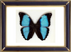 Morpho Deidamia Butterfly Suppliers & Wholesalers - CF Butterfly