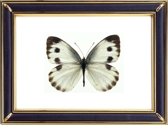 Pieris Rapae & White Butterfly Butterfly Suppliers & Wholesalers - CF Butterfly
