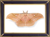 Antheraea Pernyi & Chinese Oak Silk Moths Suppliers & Wholesalers - CF Butterfly