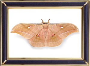Antheraea Pernyi & Chinese Oak Silk Moths Suppliers & Wholesalers - CF Butterfly