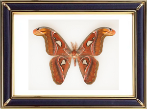 Attacus Atlas & Atlas Moths Suppliers & Wholesalers - CF Butterfly