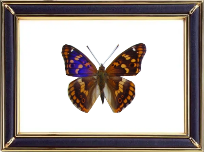 Apatura Metis Butterfly Suppliers & Wholesalers - CF Butterfly