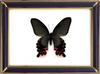 Papilio Protenor Butterfly Suppliers & Wholesalers - CF Butterfly