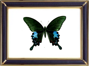 Papilio Polyctor Butterfly Suppliers & Wholesalers - CF Butterfly