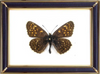 Melitaea Diamina Butterfly Suppliers & Wholesalers - CF Butterfly