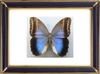 Caligo Illioneus Butterfly Suppliers & Wholesalers - CF Butterfly