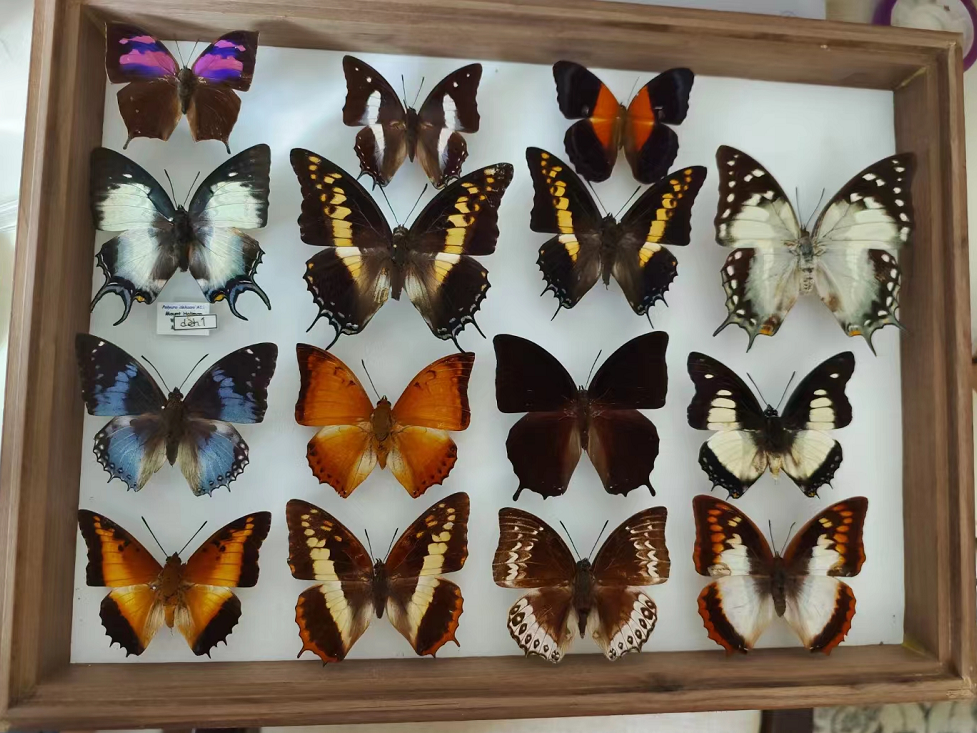 How do you get a butterfly's specimen?