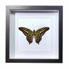 Buy Butterfly Frame Graphium Agamemnon Suppliers & Wholesalers - CF Butterfly