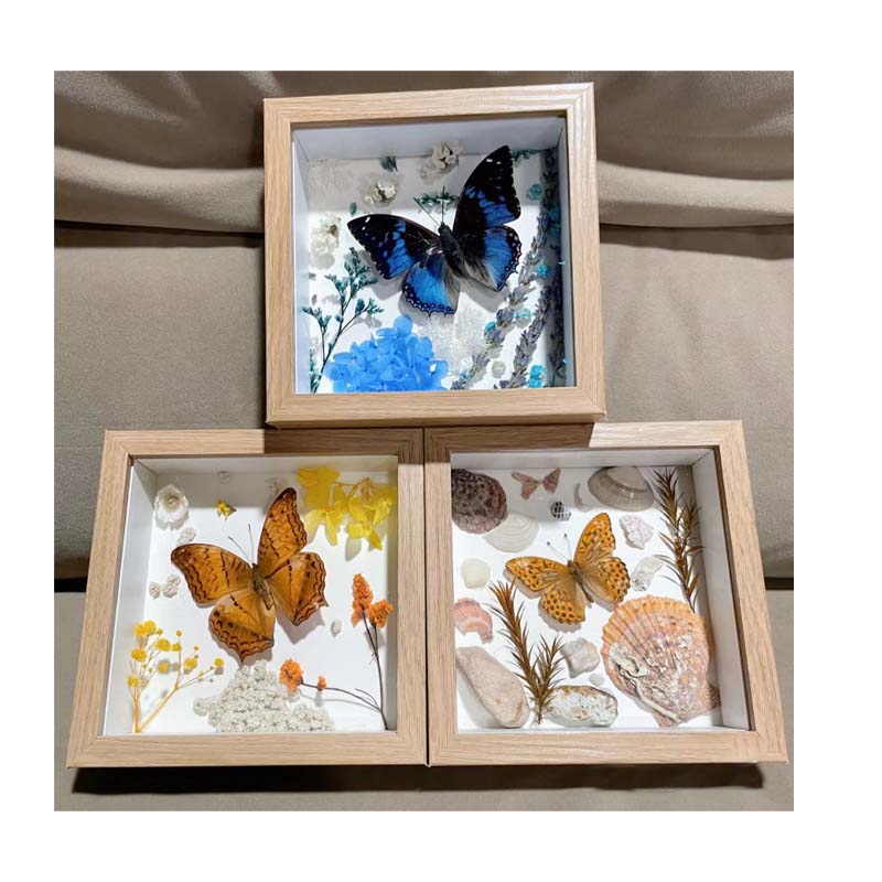 Buy Butterfly Frame Papilio Machaon Linnaeus Suppliers & Wholesalers - CF Butterfly