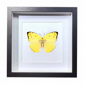 Buy Butterfly Frame Catopsilia Pomona Suppliers & Wholesalers - CF Butterfly
