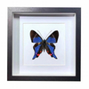 Buy Butterfly Frame Rhetus Periander Suppliers & Wholesalers - CF Butterfly