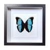 Buy Butterfly Frame Morpho Deidamia Suppliers & Wholesalers - CF Butterfly