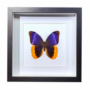 Buy Butterfly Frame Caligo Atreus Suppliers & Wholesalers - CF Butterfly