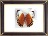 Stichophthalma Louisa Butterfly Suppliers & Wholesalers - CF Butterfly