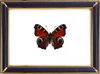 Peacock Butterfly & Aglais Io & Inachis Io Suppliers & Wholesalers - CF Butterfly