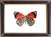 Anna's 88 Butterfly & Diaethria Clymena Suppliers & Wholesalers - CF Butterfly