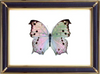 Mother of Pearl Butterfly Suppliers & Wholesalers - CF Butterfly