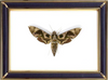 Daphnis Hypothous Moths Suppliers & Wholesalers - CF Butterfly