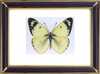 Colias Hyale & Pale Clouded Yellow Butterfly Suppliers & Wholesalers - CF Butterfly