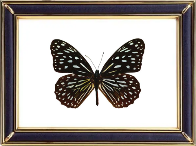 Tirumala Limniace & Blue Tiger Butterfly Suppliers & Wholesalers - CF Butterfly